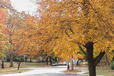 autumn trees line a street
