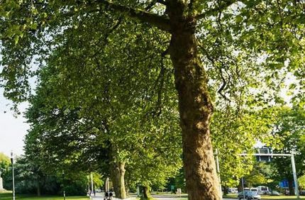 tree lined street