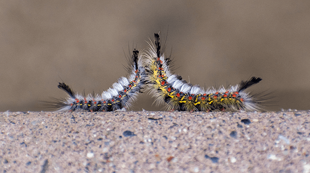 Pest And Disease Center Western Tussock Moth Sideimage 608X341
