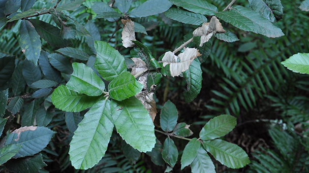 Pest And Disease Sudden Oak Death Sideimage2 608X341