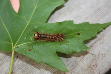 Spongy Moth