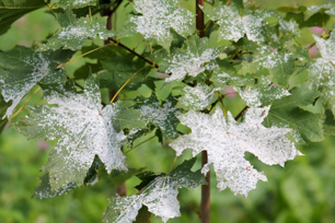 leaves impacted by disease