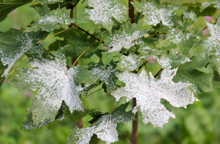 Powdery Mildew On Maple Tree Davey Tree