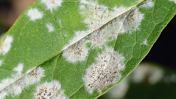 Pest And Disease Powdery Mildew Trees And Shrubs Sideimage 608X341