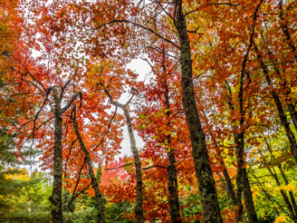 Trees with fall colored leaves