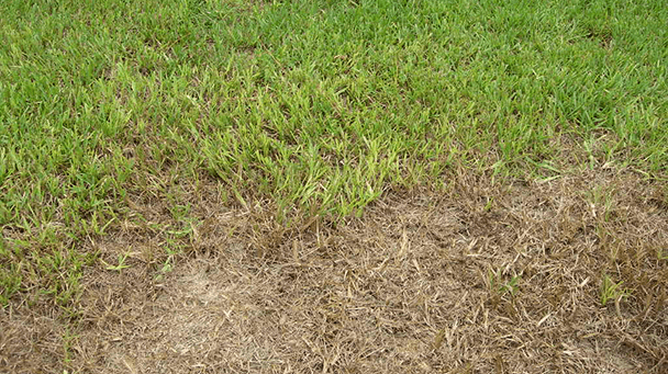 Pest And Disease Chinch Bugs Sideimage2 608X341