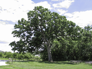 A very large oak tree with green foliage.