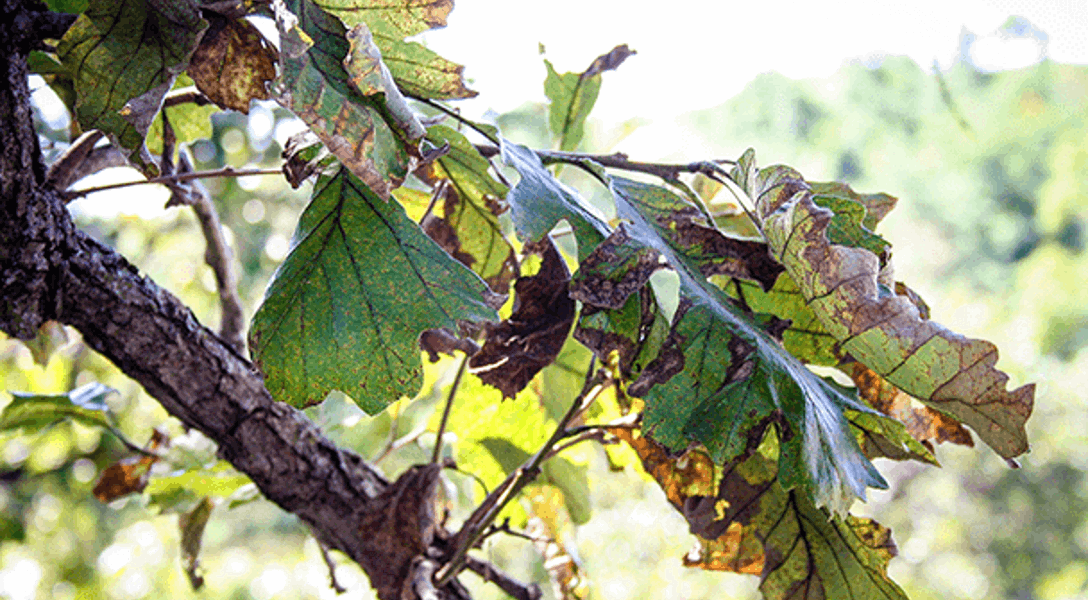 Bur Oak Blight Symptoms & Management | Davey Tree