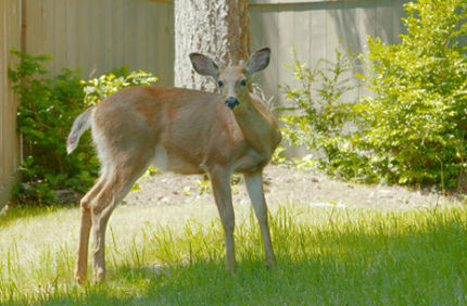 Deer Eating Arborvitae