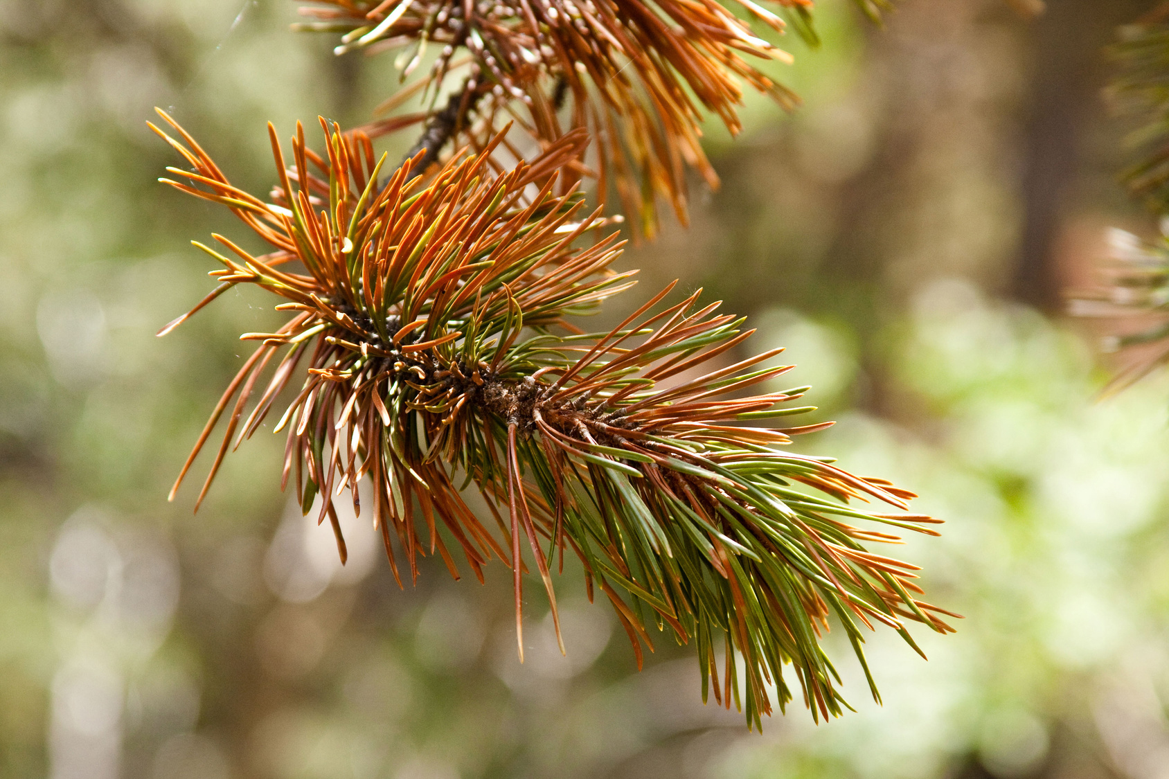 Brown Needles On Evergreen (Pine Or Spruce) Tree