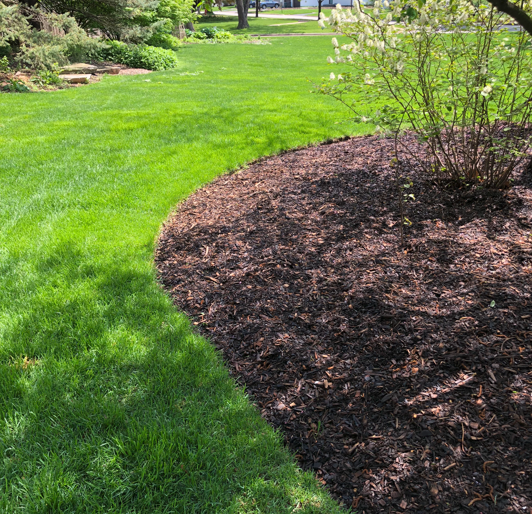 Mulch Ring And Shrubs
