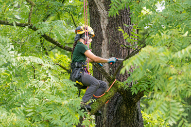 Photo of a Davey arborist pruning a tree.