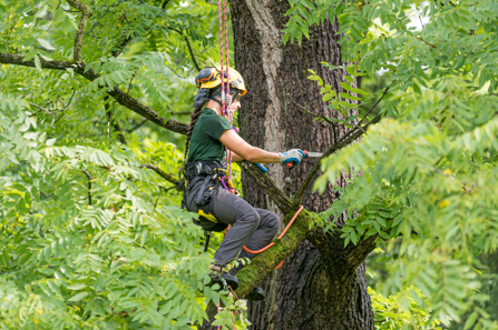 Picture of a Davey arborist pruning a tree.