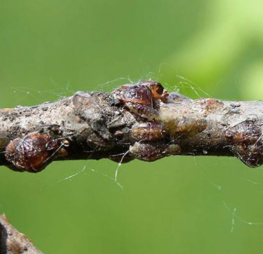 Scale Insect Control How To Ge Rid Of Scale