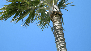 Palm Lightning Protection