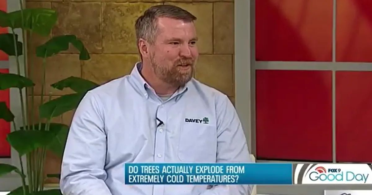 Mn Exploding Tree Risk Minnesota Arborist Explains 'Exploding Trees' | Davey Tree