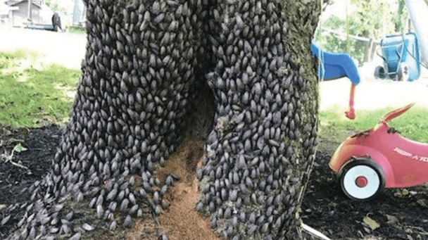 Pest And Disease Center Spotted Lanternfly Sideimage3 608X341