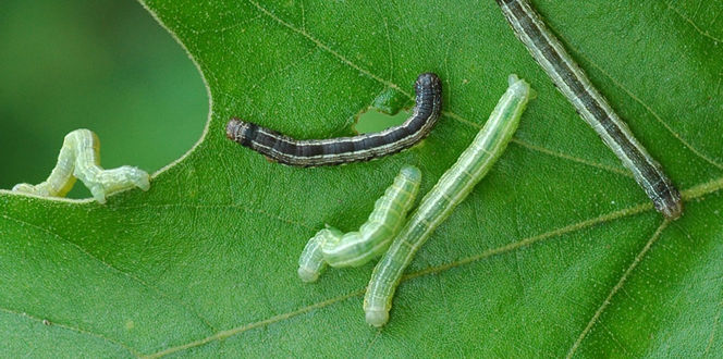Pest And Disease Cankerworm Banner 1440X500