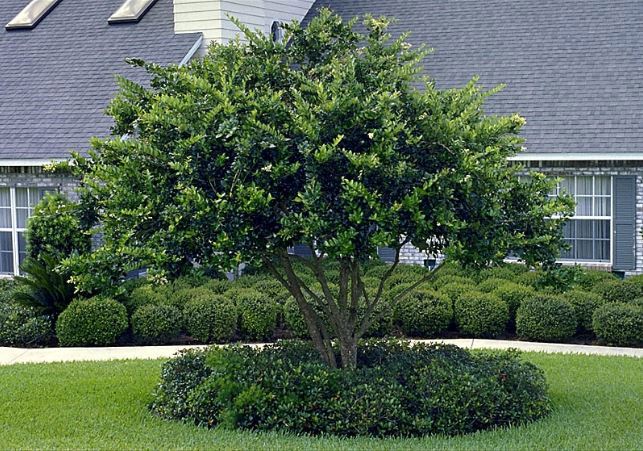 Crape Myrtle