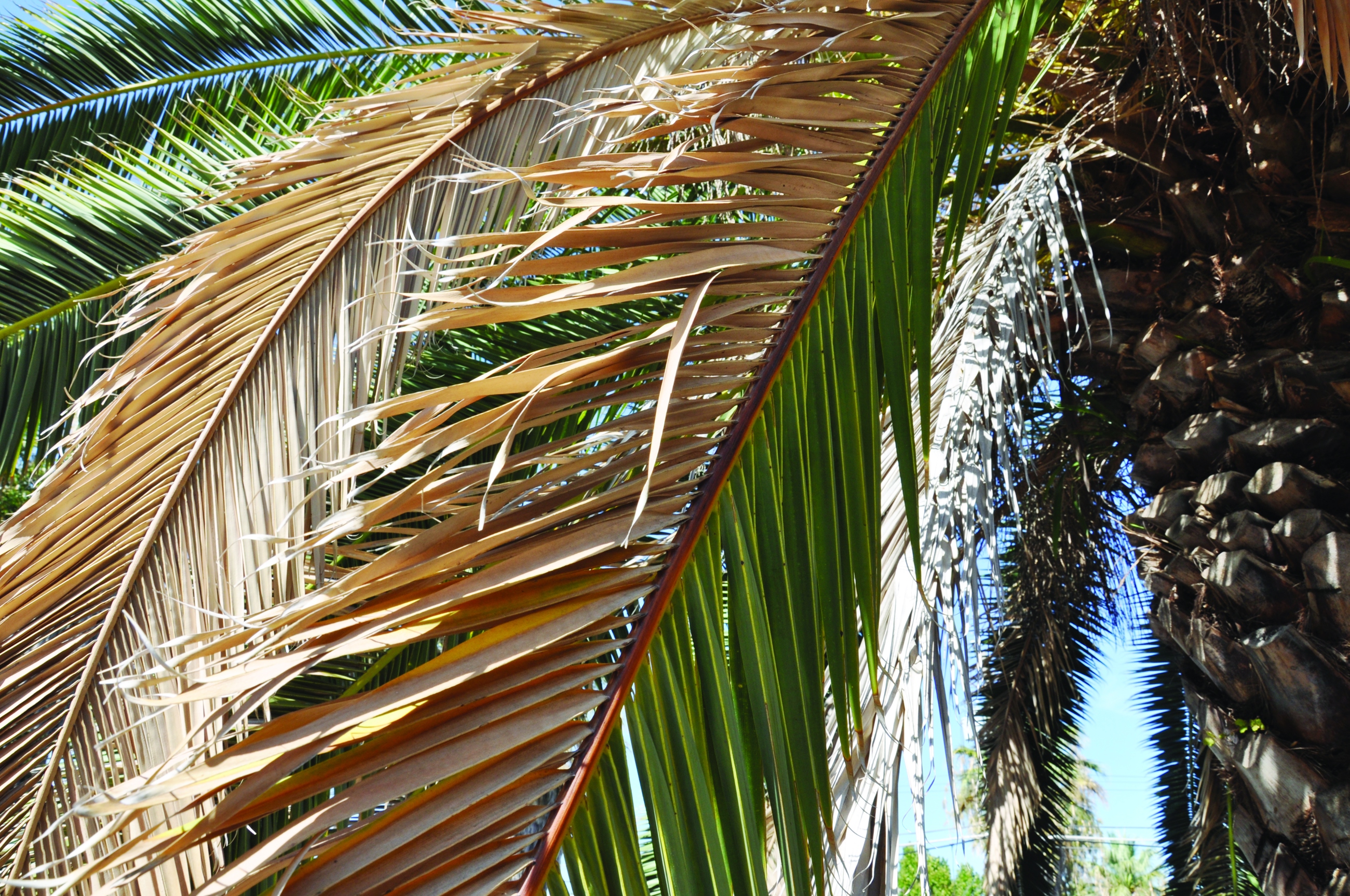 Fusarium Len Burkhart AD Lt