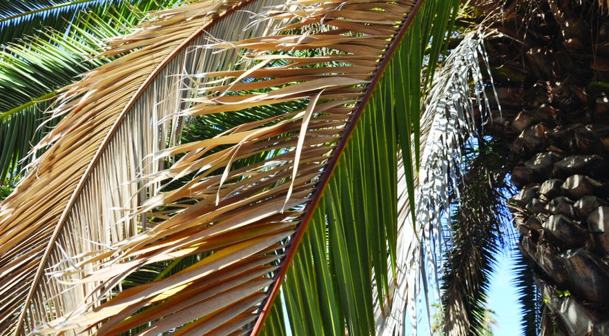 Mijas Fusarium Washingtonia Palms Understanding the Impact on Urban Forestry