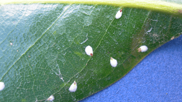 Pest And Disease False Oleander Scale Sideimage 608X341