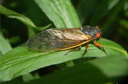 cicada