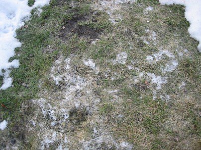 snow mold