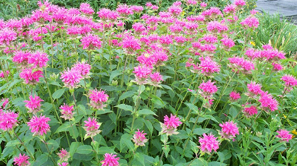 Commercial Blog The Great Debate Annuals Vs Perennials Sideimage7 608X341