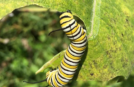 Monarch Caterpillar