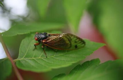 Cicada On Tree Leaf Davey Tree