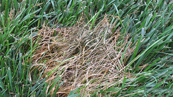 Pest And Disease Pythium Blight Sideimage2 608X341