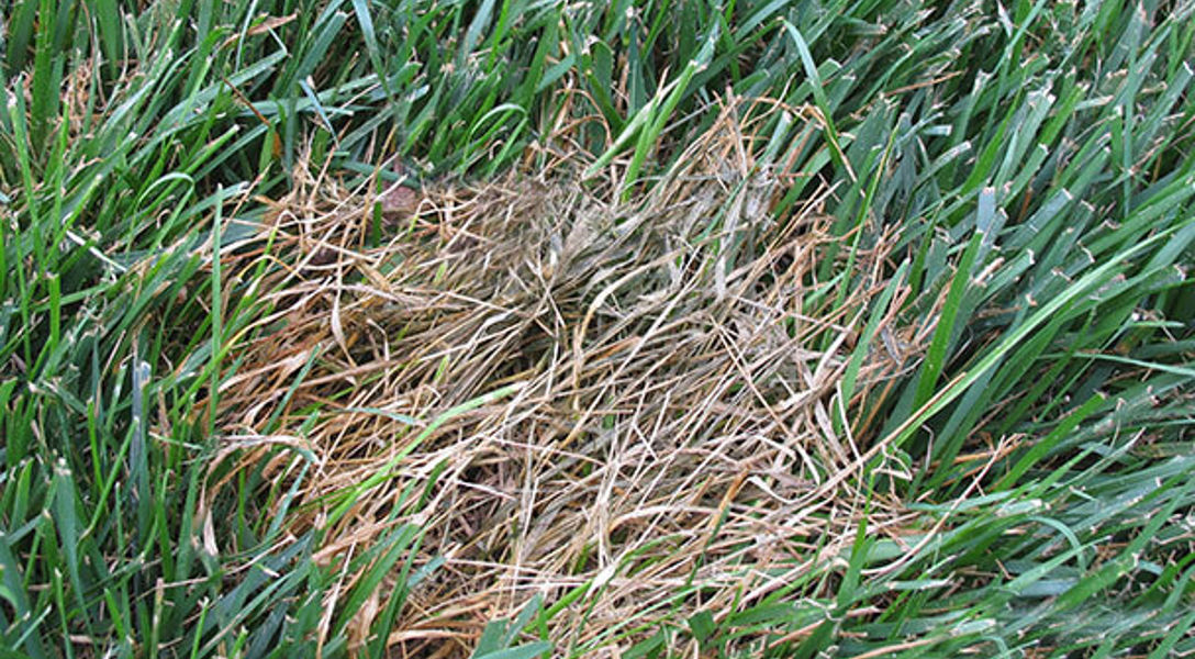 Turfgrass Disease Management: Pythium Blight | Davey Tree