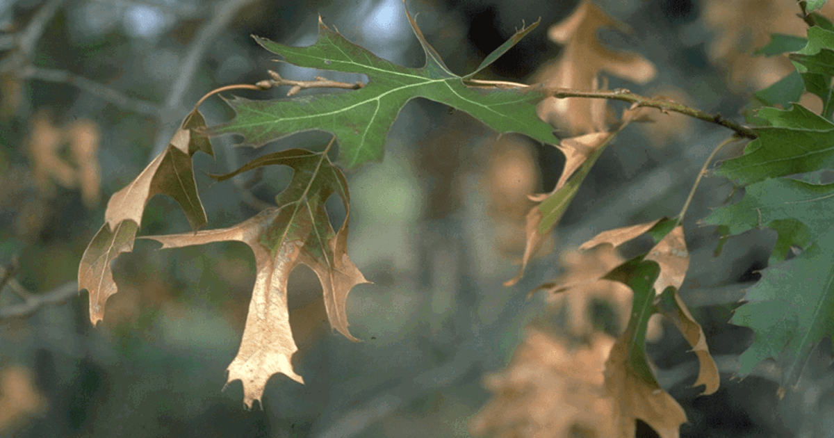 Oak Wilt Disease Davey Tree oak-wilt-disease-davey-tree