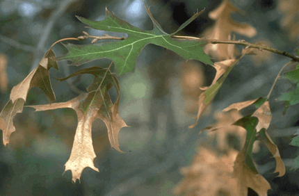 Pest And Disease Center Oak Wilt Banner 1440X500