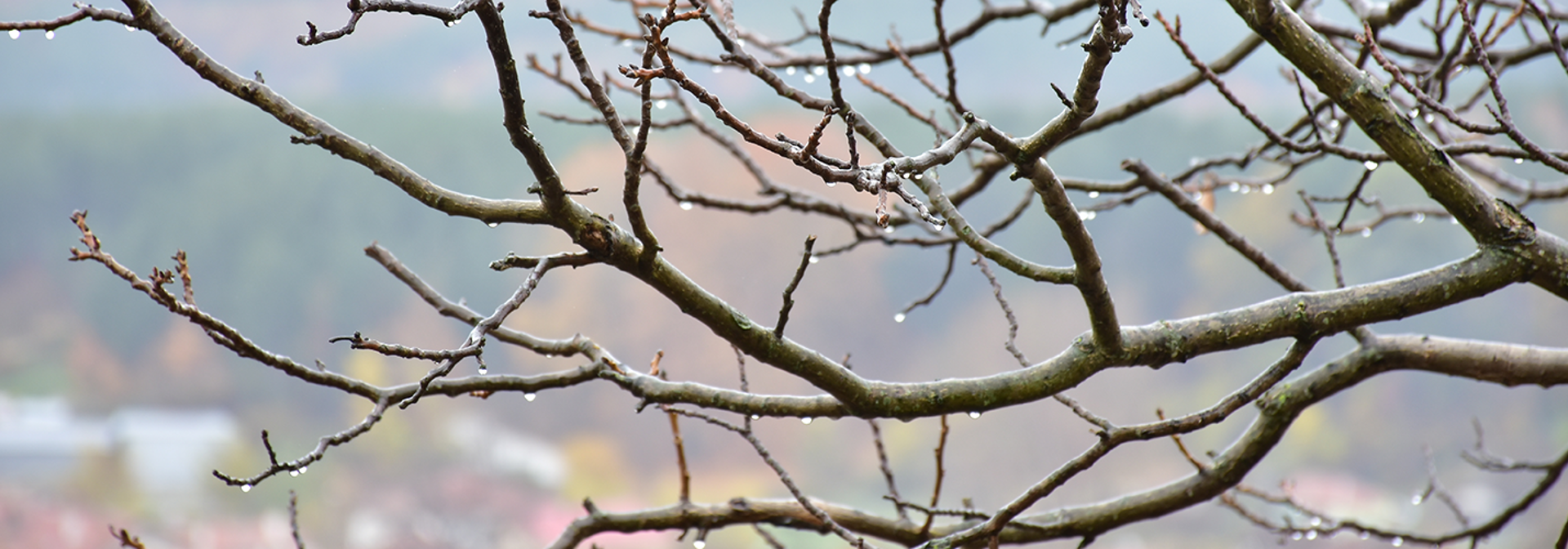 Winter Tree Trimming