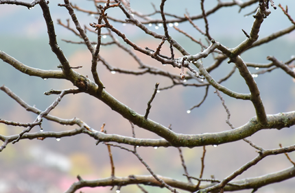 Winter Tree Trimming