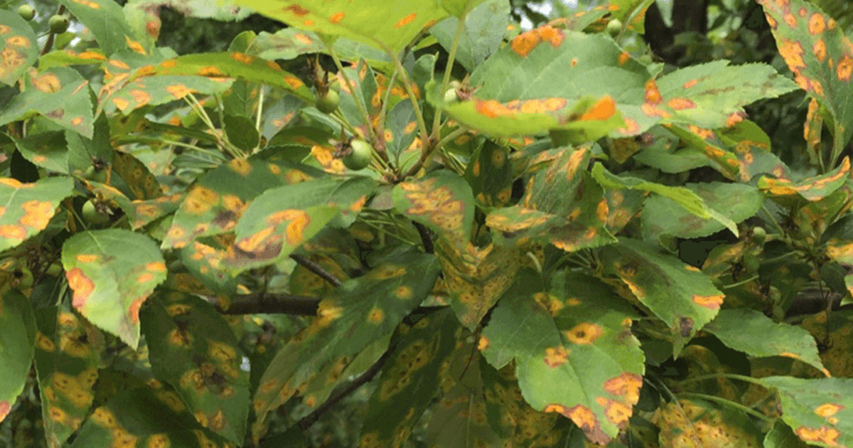 Cedar Rust: Cedar-quince Rust, Cedar-hawthorn Rust & Cedar-apple Rust ...