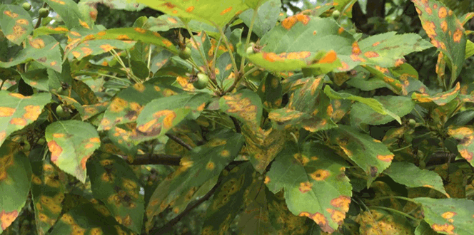Pest And Disease Center Cedar Rust Banner 1440X500