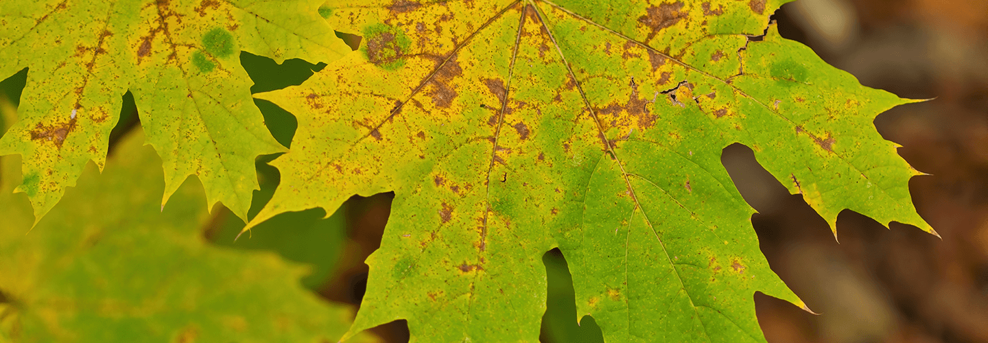 Pest And Disease Maple Decline Banner 1440X500