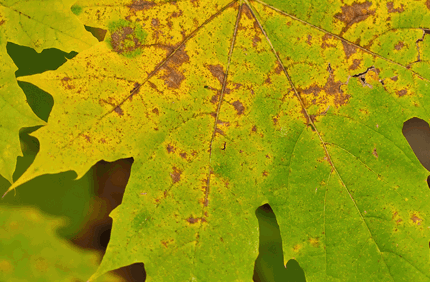 Pest And Disease Maple Decline Banner 1440X500