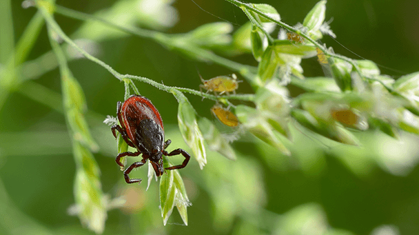 Ticks What Does a Tick Look Like Davey Tree