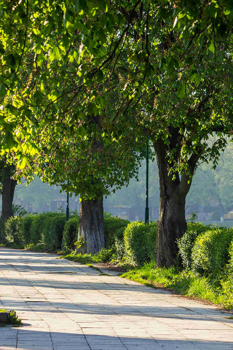 Municipality Arborist Reports