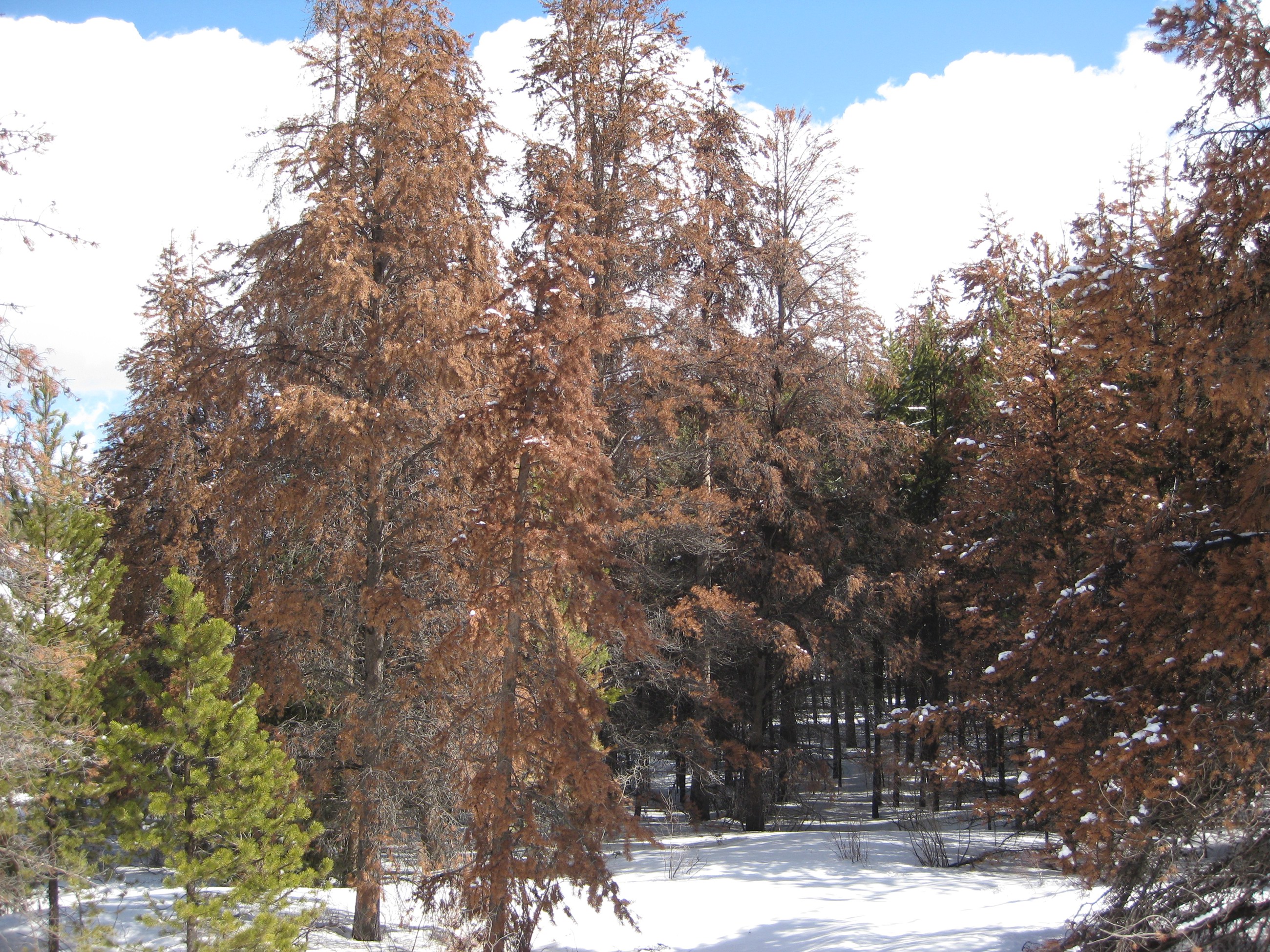 Breckenridge Pine Mortality Feb09 (4)