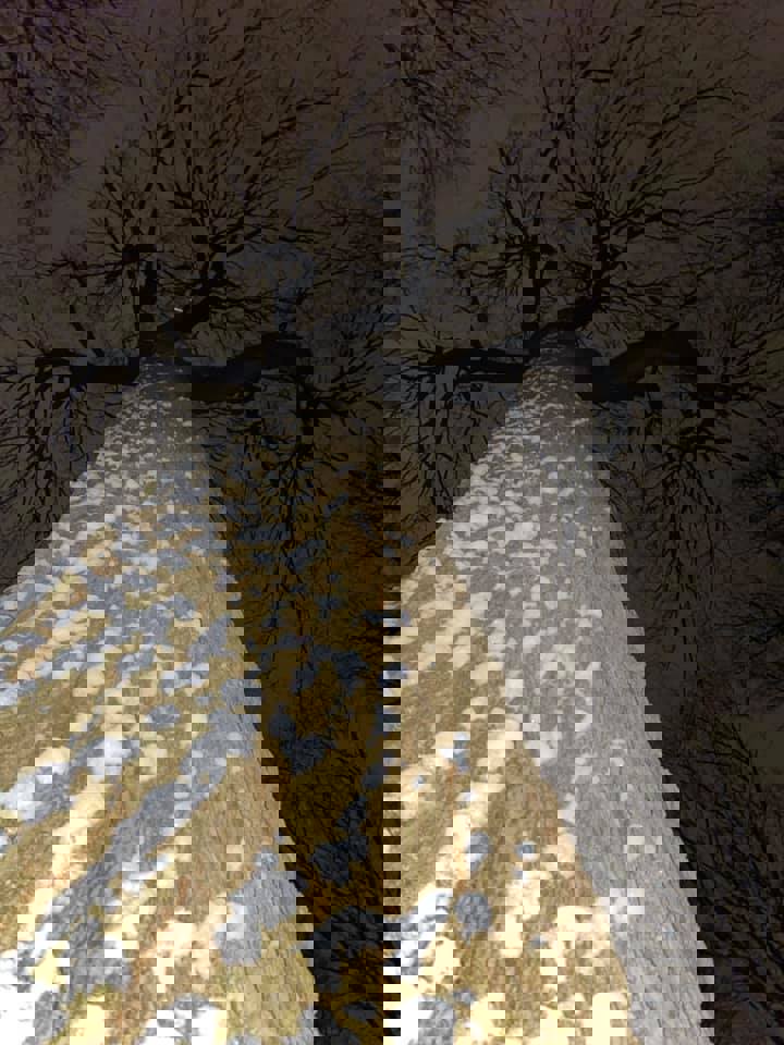 Maria Burr Walters N (1)