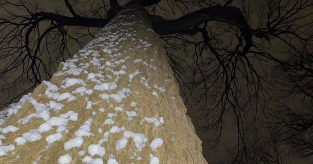 Exploding Trees Map Reddit Are Exploding Trees Real? Comments From an Ontario Arborist | Davey Tree
